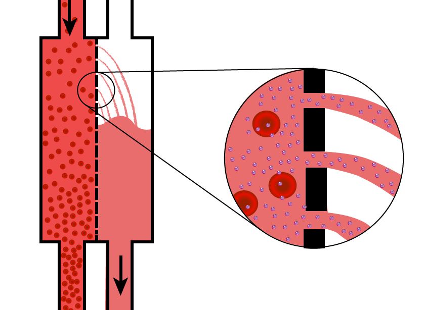 Convection and solute drag diagram showing fluid and solute movement across membrane